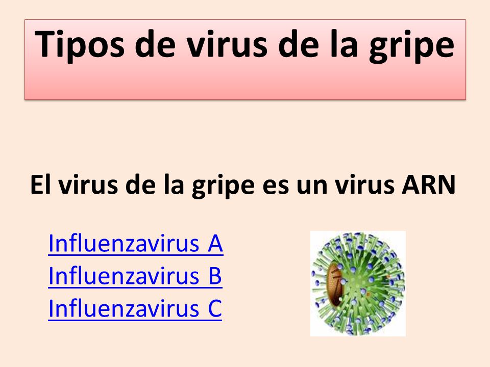 virus de la gripe tipo b